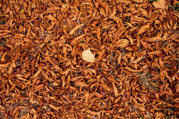 Dry autumn leaves covering the ground
