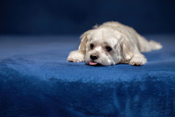 Small white dog lying on blue blanket
