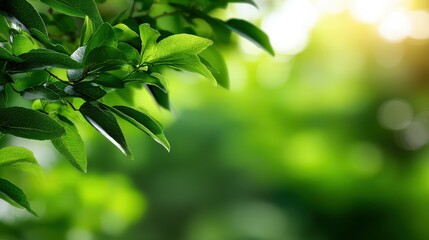 Lush green leaves glistening in the soft sunlight of early afternoon