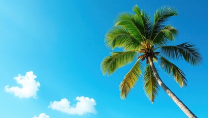 Majestic coconut tree against vibrant blue sky, landscape, palm