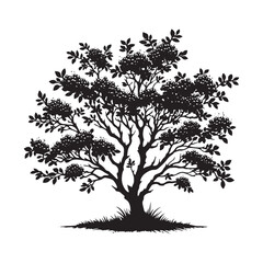 Hawthorn Tree Silhouette - Tree Vector - Hawthorn Tree Illustration - Hawthorn Tree Art.