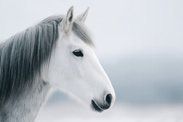 Fototapeta premium close-up of horse serene profile captured against vast clear sky with ample copy space