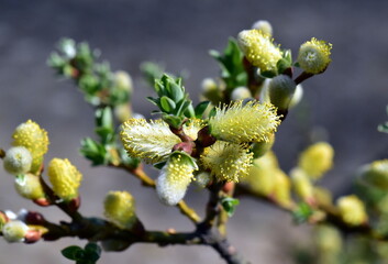 Zweig einer Waldsteins-Weide im Frühling