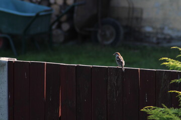 House Sparrow (Passer domesticus) female sitting on a red wooden fence

