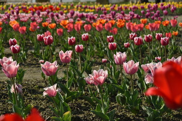 Nuove culture del Piemonte. Campi di tulipani in provincia di Torino - Italia