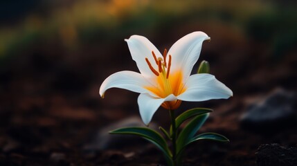 Fototapeta premium A mesmerizing close-up of a delicate desert lily blooming against a backdrop of rocky terrain,