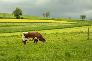 A farm cow stands behind an electric fence. A beautiful and well-groomed cow I met in Switzerland. A brown cow with a nose ring in the foreground.