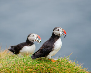 Colorful puffins perch on rugged Icelandic cliffs, their vibrant beaks contrasting against the wild backdrop—capturing the charm and beauty of these playful seabirds in their natural habitat.