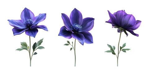 Pack Violet Flower Set in Different Poses on Transparent Background for Botanical, Nature, and Floral-Themed Designs