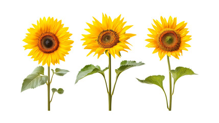 Obraz premium Pack Sunflower Set in Different Poses on Transparent Background for Food, Healthy, and Agriculture-Themed Designs
