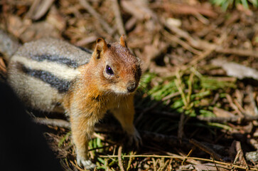 A curious chipmunk scurries through the forest floor of Sequoia National Park, surrounded by towering trees and lush greenery—capturing the playful spirit of nature in this majestic, wild landscape.

