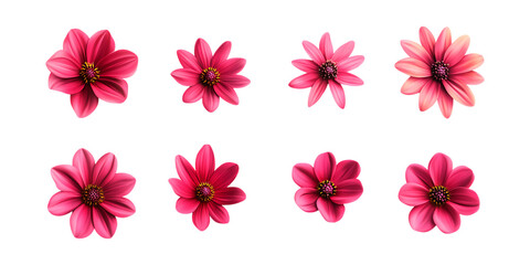 Fototapeta premium Pack Wildflower Set in Different Poses Against Transparent Background for Nature Illustrations, Botanical Designs, or Spring-Themed Art