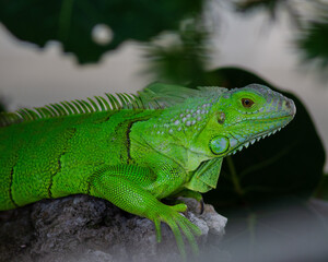 A vibrant green iguana basks in the sun, its scales glistening in the warm Florida Keys breeze. Surrounded by lush vegetation, this striking reptile embodies the natural beauty of the region.