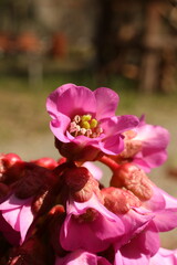Bergenia, a species of flowering plant in the family Bergenaceae. macro photo