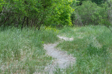Bend of tree trunks and pathway in deciduous wood. Magical natural arch and footpath. Green archway...