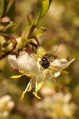 Honey bee on a flower of a honeysuckle tree. macro photo