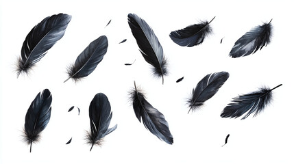 Abstract black Bird Feathers Falling in The Air. Floating Feathers. Softness of Feather, isolated on white background.	