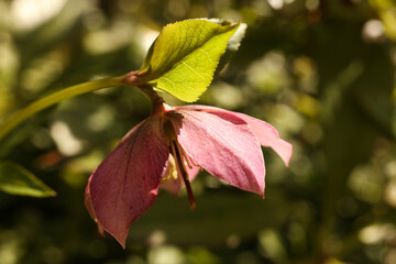 close up photo of Pink hellebore (Helleborus purpurascens) in spring garden 