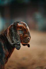 Boer Goat close up