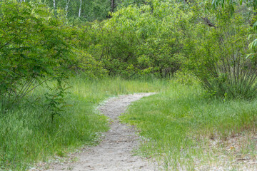 Bend of tree trunks and pathway in deciduous wood. Magical natural arch and footpath. Green archway shaped by branches in the forest. Long pathway through beautiful trees tunnel.