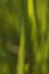Abstract background of green ,  Blurred background.