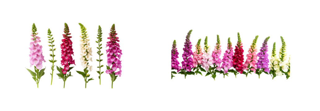 Colorful digitalis flowers with spots, collection of flowering plants, cut out transparent