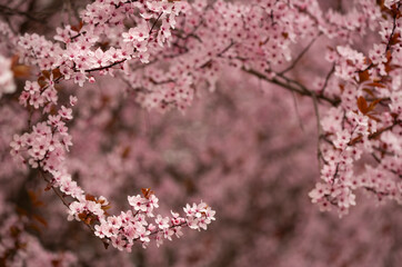 Różowe kwiaty Wiśni japońskiej, tapeta, tło, dekoracja. © mycatherina