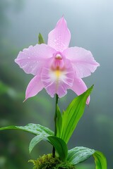 Fototapeta premium Elegant soft pink Sobralia orchid with yellow-white center, covered in dew drops, on green stem with leaves against blurred natural background