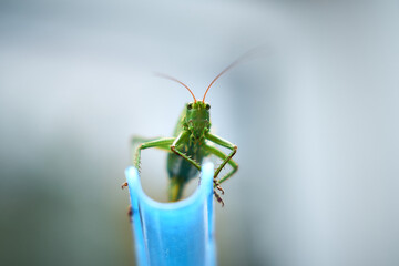 A vibrant green grasshopper perched on a curved blue surface, captured in a close-up shot with a blurred background.

