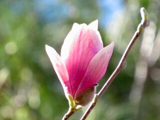 Obraz premium pink magnolia blossom