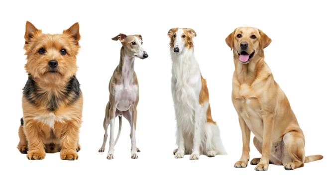 Four Dogs of Different Breeds Posing on White Background