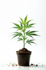 Fototapeta premium Cannabis plant grows in pot isolated on white. Green leaves with growing stem, cannabis cultivation, medical marijuana concept. Herbal medicine alternative therapy, cannabis for health care.
