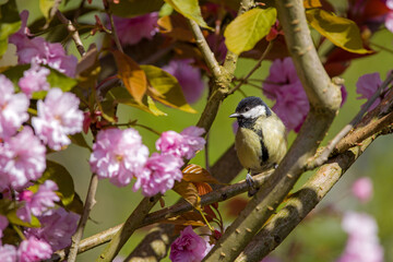 a curious little great tit between beautiful pink Japanese cherry blossoms in the sunlight