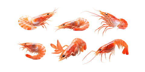 Pack Shrimp Set in Different Poses Against Transparent Background for Seafood Branding, Culinary Use, or Ocean Illustration