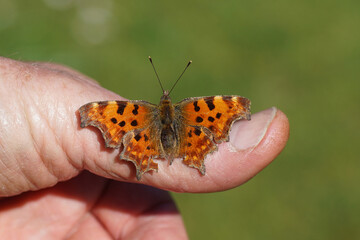 Close up butterfly Comma (Polygonia c album), family Nymphalidaeon the thumb of a hand. Open wings....