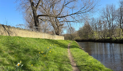 Obraz premium A serene Navigation canal path winds alongside a grassy embankment dotted with blooming daffodils. Tall, bare trees reach over a brick wall, casting shadows in, Colne Bridge, West Yorkshire, UK