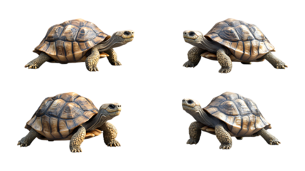 Pack Tortoise Set in Different Poses on Transparent Background for Wildlife, Nature, and Reptile-Themed Designs