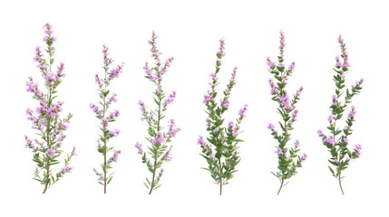 Naklejka premium Pack Rosemary Set in Different Poses Against Transparent Background for Culinary Branding, Herbal Medicine, or Organic Design