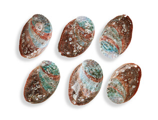 Set of Shells of abalone with natural texture, close up seashells on white background, beautiful...