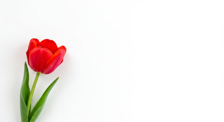 Obraz premium Minimalist Banner with a Large Red Tulip on White Background. Copy Space