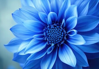 Obraz premium Close-up of a vivid blue flower with layered petals and intricate stamen cluster, soft blue gradient background