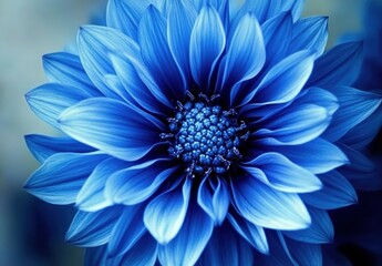Obraz premium Close-up of a vivid blue flower with layered petals and intricate stamen cluster, soft blue gradient background