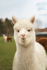 Fluffy Huacaya alpaca looking curiously and sweetly into the camera with a gentle expression. A...