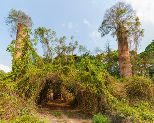 Ruínas da antiga olaria Arapiranga em Barcarena 