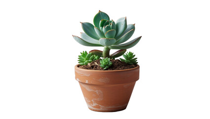 Fototapeta premium Echeveria Succulent In Terracotta Pot Isolated On Black Background Studio Shot