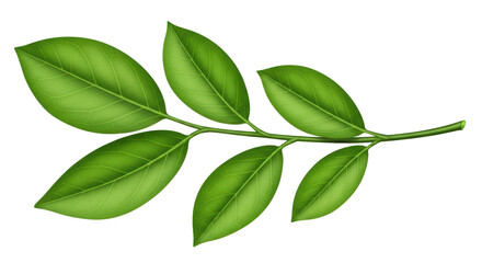 Isolated Green Leaves on a Branch