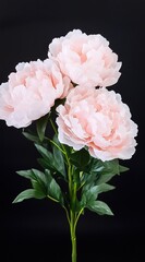 A cluster of soft-peach colored peonies with a dark background.