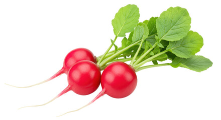 Isolated Radishes with Green Leaves