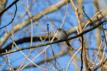 Wood bird Redwing, Turdus iliacus, sits on tree branch.