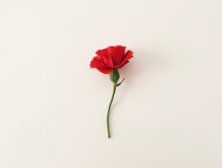 composition featuring a single red carnation against a soft white background